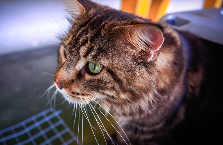 cattery near heathrow